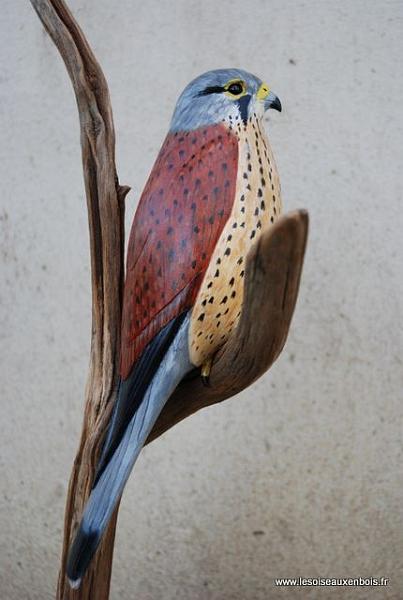 Facon_crecerelle_0503.JPG