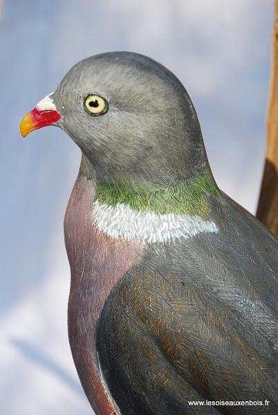 Palombe_03_b.jpg