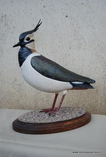 Vanneau_0524.JPG