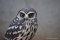 Chouette_0901_02