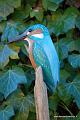 Martin_Pecheur_026