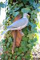 Palombe_023