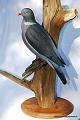 Palombe_03_a