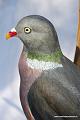 Palombe_03_b