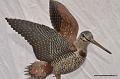 Becasse_41_oiseau