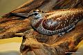 Becasse_2010_01_07A