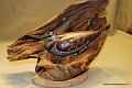 Becasse_2010_01_07B