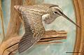 Becassine_cadre_01_détail