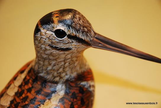 Dtail de la tte d'une bcasse en bois sucuplt et peinte  la main par Eric GERARD.