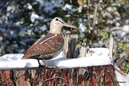 Bcasse dans la neige en bois sucuplt et peinte  la main par Eric GERARD.